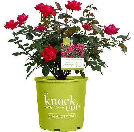 2 Gal. Red The Double Knock Out Rose Bush w/ Flowers