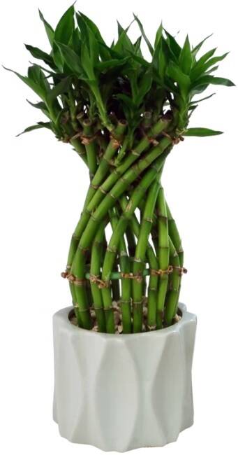 Costa Farms 16'' Bamboo Desktop Plant