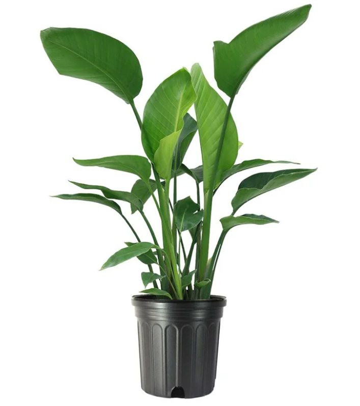 Bird of Paradise Live Floor Plant