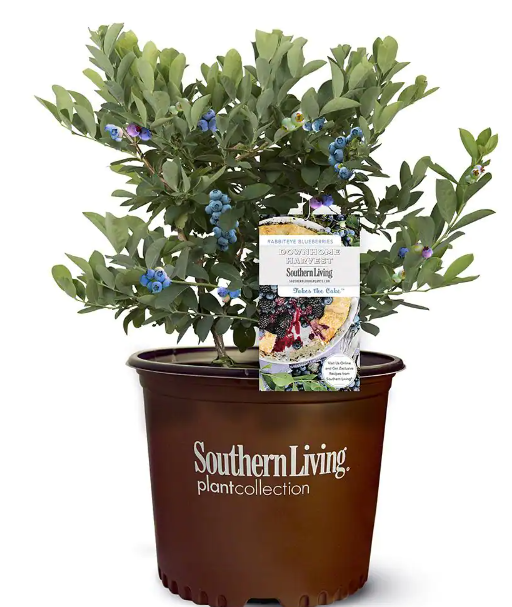 Southern Living 2-Gal. Blueberry Plant