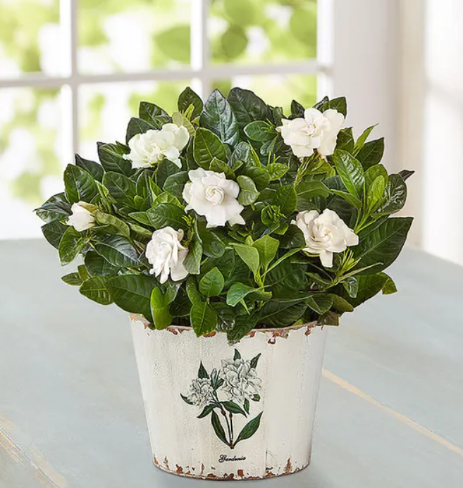 Delightful Gardenia Plant