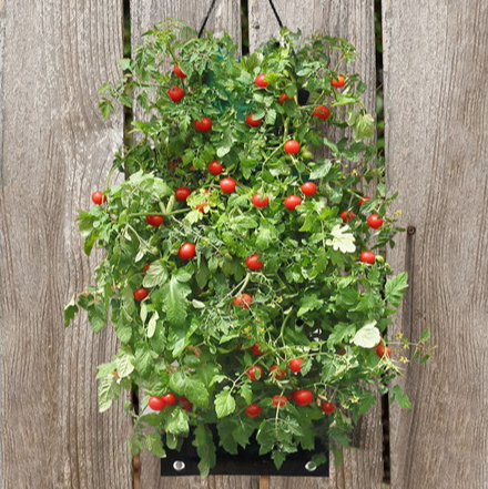 Organic Hanging Tomato Bag