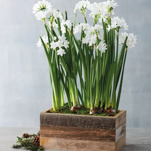 Paperwhites Bulb Garden in Reclaimed Wood Box