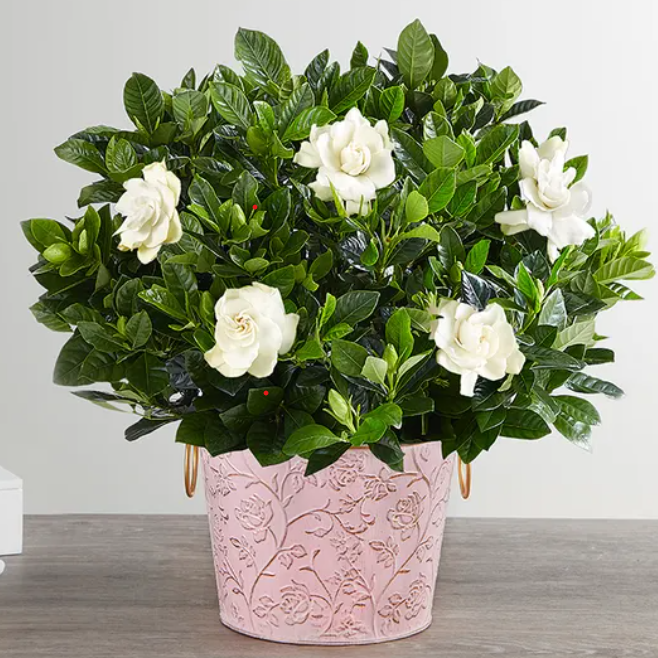 Graceful Gardenia Plant