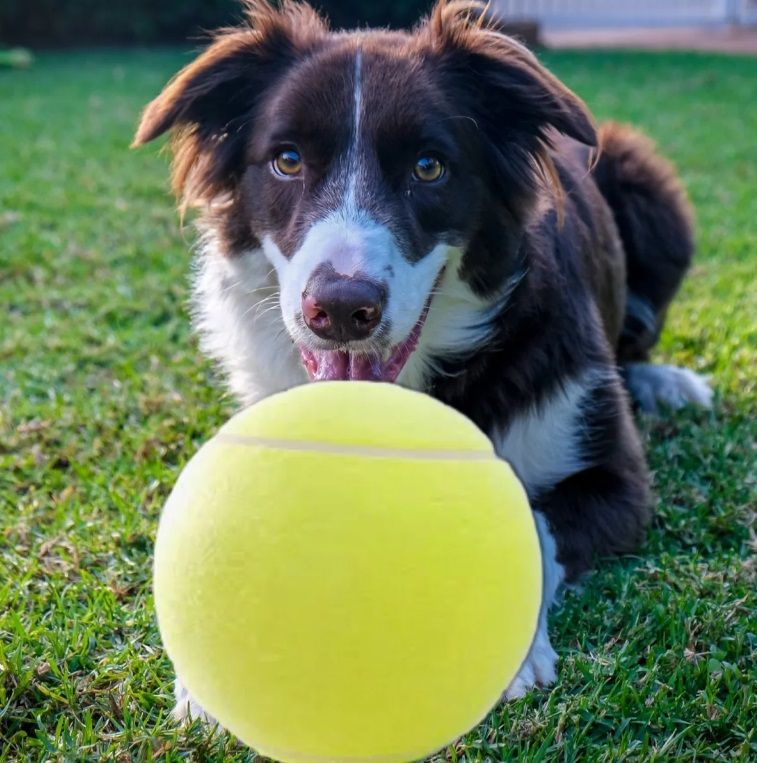 Pet Jumbo Tennis Ball