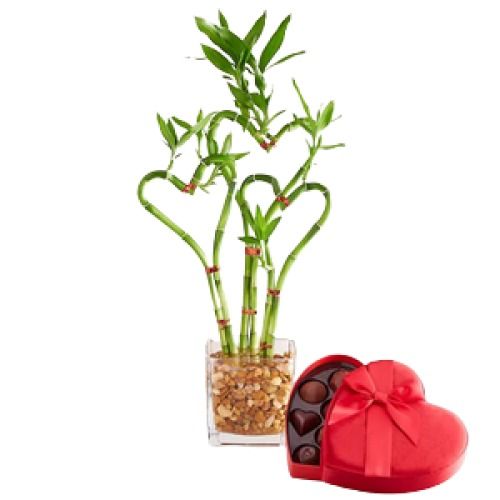 Valentine's Day Heart Bamboo