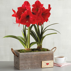 Valentine's Day Red Lion Amaryllis w/ Wood Pot