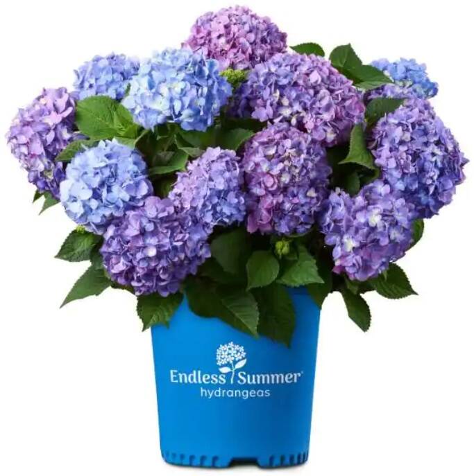 2-Gal. Bloom Struck Hydrangea Plant