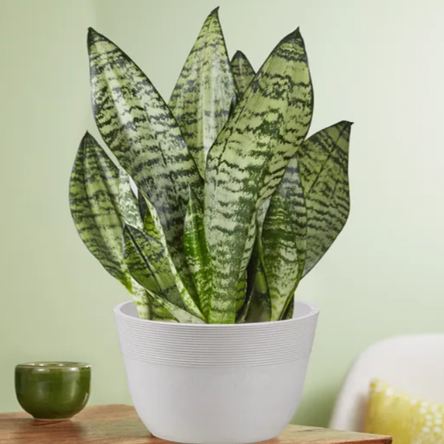 Live Table Size Snake Plant