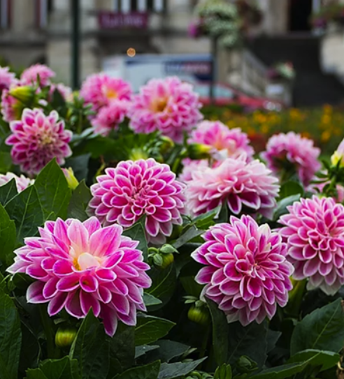 7-Bulb Lilac Dahlia Plants