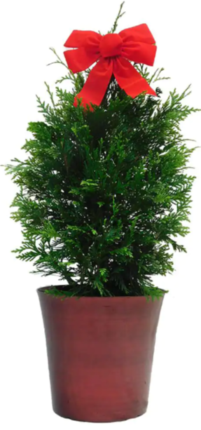 Giant 3Gal. Arborvitae Shrub