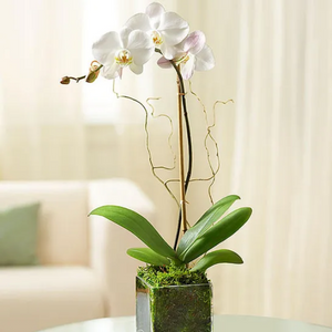 Elegant Orchid