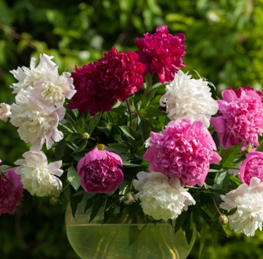 4-Bulbs Touch Of ECO Mixed Peonies