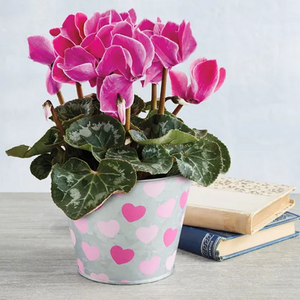 Valentine's Day Cyclamen Plant