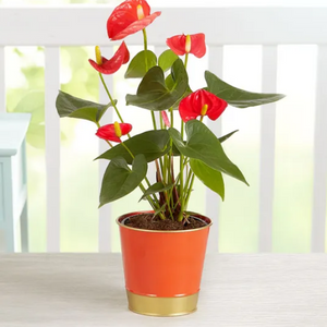 Tropical Orange Anthurium Plant