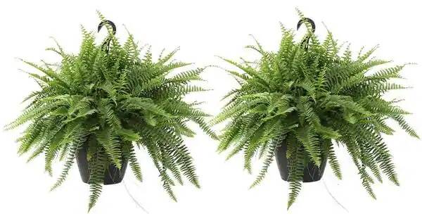 2-Pack Boston Fern Plants