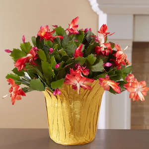 Christmas Cactus