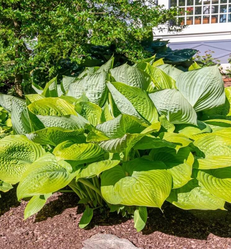 3-Pack Giant Hosta Bare Root Plants