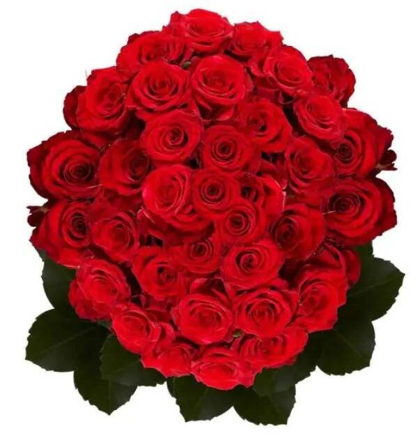 Globalrose ttle 100-Stem Red Roses