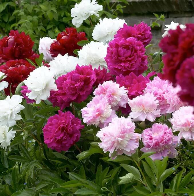 4-Pack Double Bloom Mixed Peony Flower Bulbs