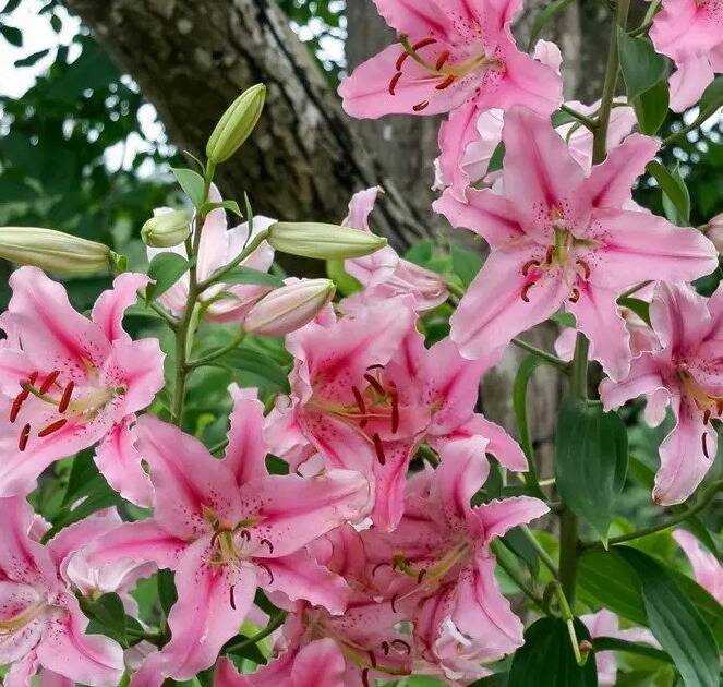 6-Pack Giant Lily Flower Bulbs