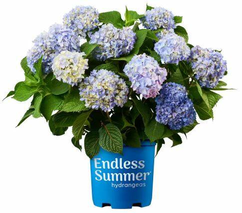 Endless Summer 1-Gal. Original Hydrangea Plant