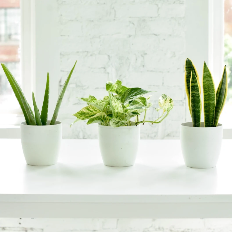 Air Purifying Live Houseplants